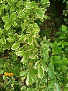 翠绿花叶植物特写