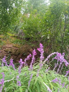 雾中紫色花草与绿意山林