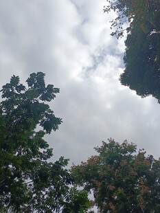 透过树梢看天空