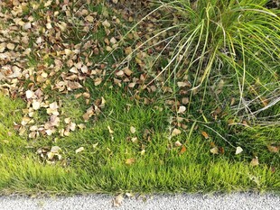 草地与碎石间的自然景致