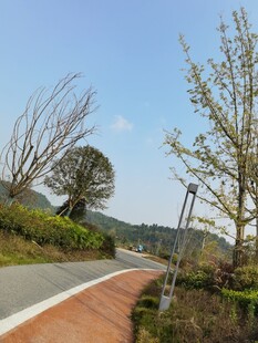 山间蜿蜒小路旁绿植景观