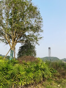 户外绿植与树木风景图