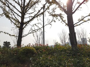 阳光下的树木与绿植