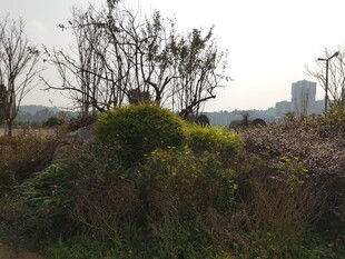 郊外繁茂花草与树木景观