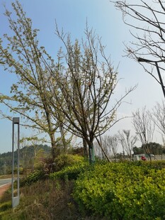 春日公园绿植景观