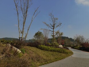 蜿蜒小路旁的自然景致