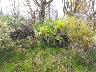 野外繁茂草木景象