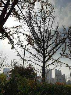 城市中光秃树木与绿植景观