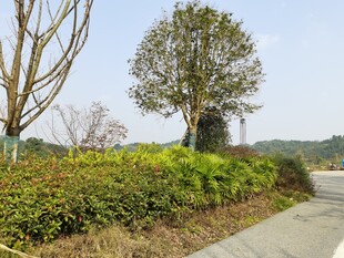 路边绿植景观