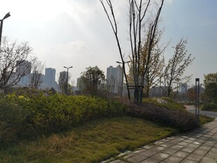 城市户外绿化景观一角