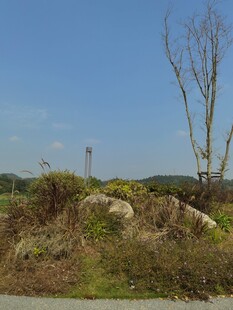 野外荒石与枯树风景