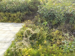 小径旁繁茂的绿色植物