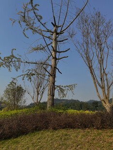 荒野枯树尽显自然萧瑟