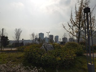 城市远景中的绿植景观