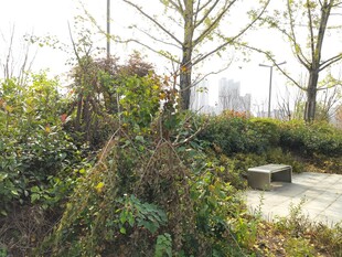 户外灌木丛与光秃树木景观