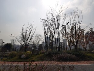 冬日萧瑟的城郊植物景观