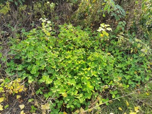 翠绿繁茂的野生植物
