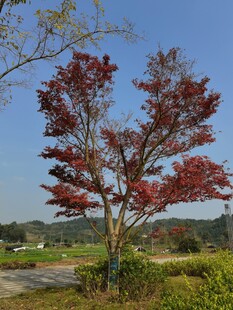 秋日红枫独绽自然之美