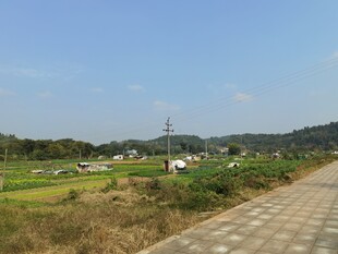 乡村小路旁的田园风光