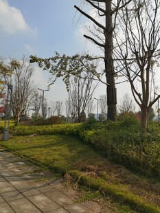 郊外小径旁的树木与草地