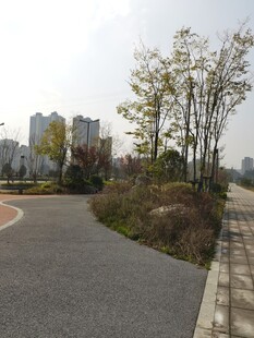 城市中的宁静林荫小路