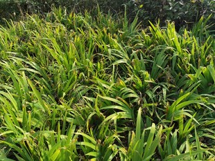 翠绿繁茂的植物景观