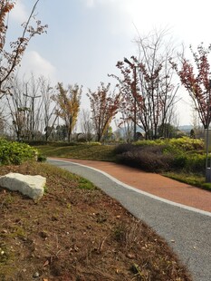 秋日公园蜿蜒小径景观