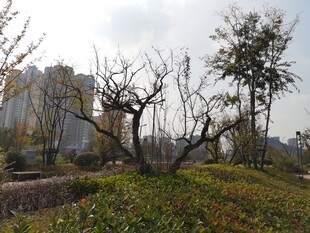 冬日枯树与城市景观