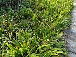 翠绿草丛旁的石板小径