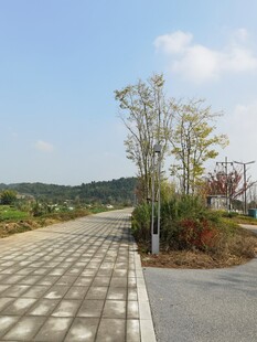 乡村小路旁的绿植景观