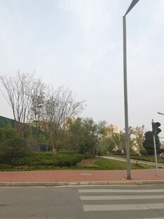 城市街道旁的绿化景观