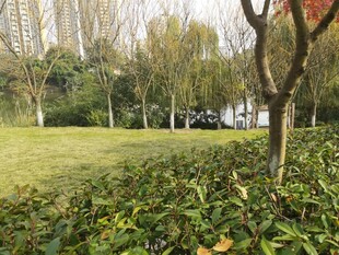 公园绿意盎然的自然景致