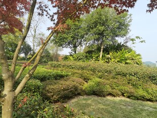 园林景致绿意盎然的角落