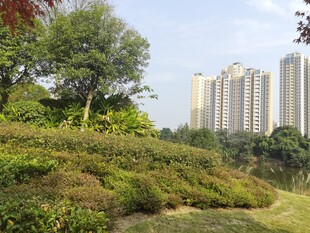 城市中的绿意景观