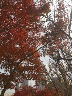 秋日红枫树枝叶美景