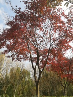 秋日红枫尽显自然之美