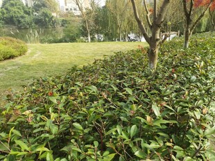 绿意盎然的公园植物景观