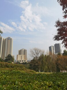 城市绿地旁的高楼景观