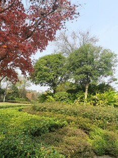 秋日郊野绿意与红叶景致