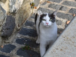 小巷中的黑白猫咪