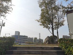 城市户外阶梯旁的绿树景观