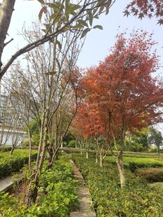 秋日园林景观树木繁茂