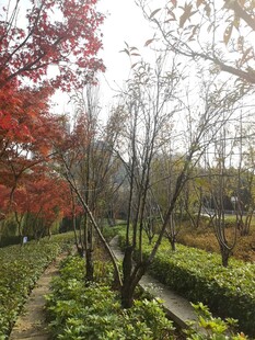 秋日园林小径美景