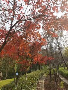 秋日红枫小道美景