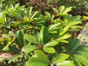 绿叶繁茂的植物景观