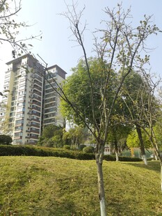 城市中的绿地与高楼景观