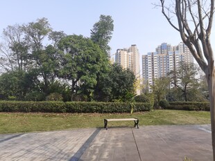 城市公园中的静谧休憩场景