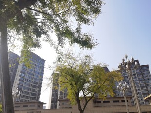 城市中树木与高楼景观