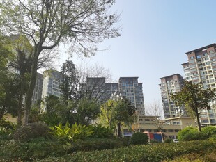 城市住宅区旁的绿植景观