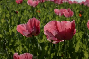 粉色虞美人花丛绽放